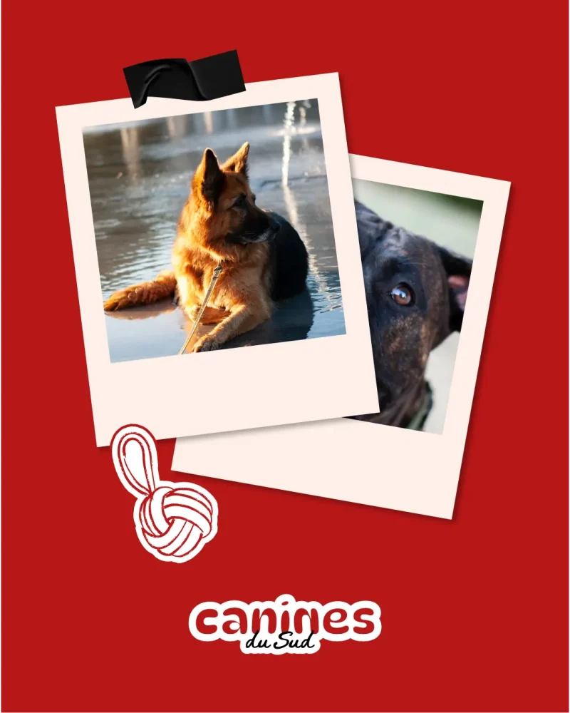 Mockups-chiens-canines-du-sud
