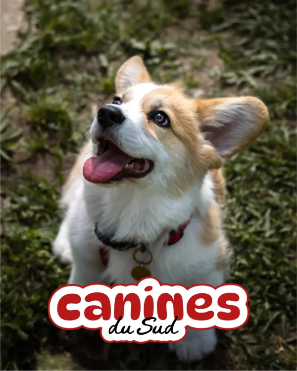 logo-chien-canines-sud